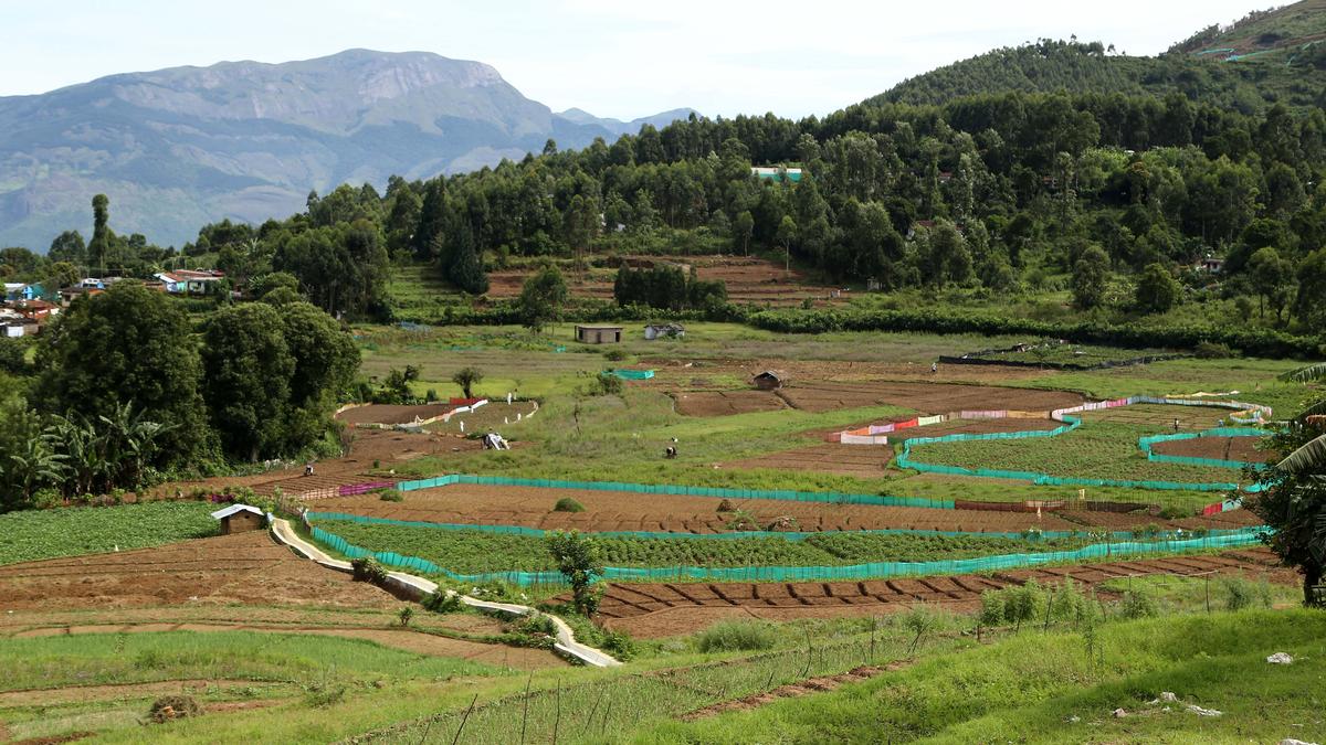 Dues pending, coolseason vegetable farmers in Idukki shift to other